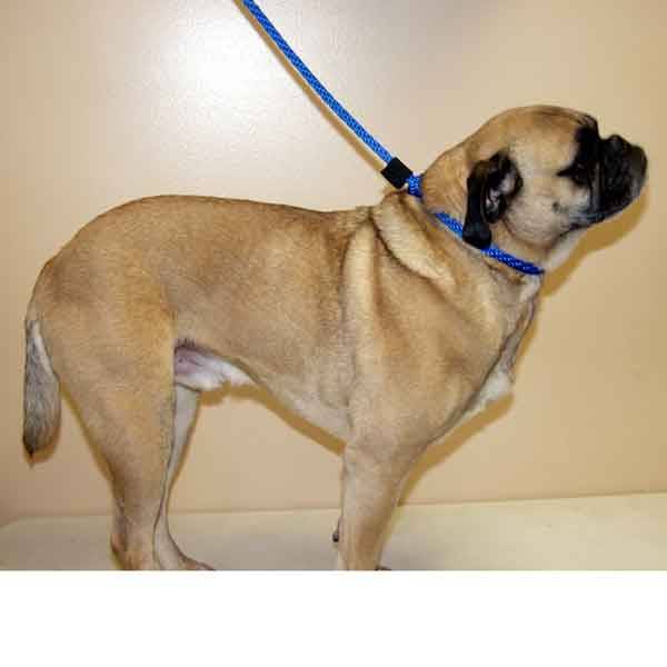 Dog Slip Leashes