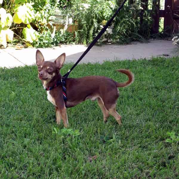 Small Dog Mini-Harness Walker