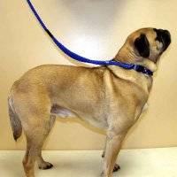Martingale Dog Leashes
