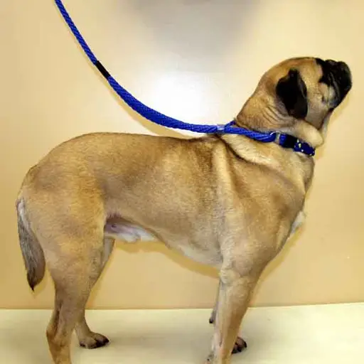 Martingale Leashes