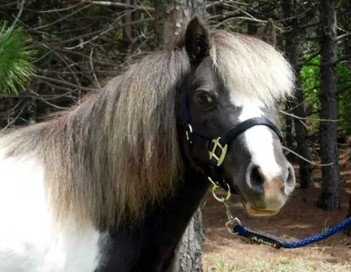 Miniature Horse Lead Rope Round with Nickel Plated Bolt Snap