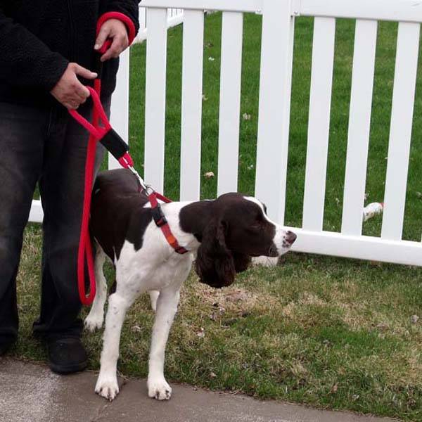 Double Handle Safety Dog Leashes