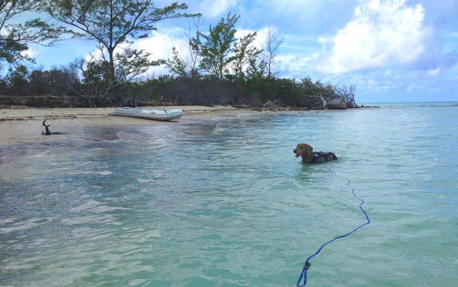 Leashes for Beaches - Floating Swim Leashes w/Stainless Steel Clip or Slip