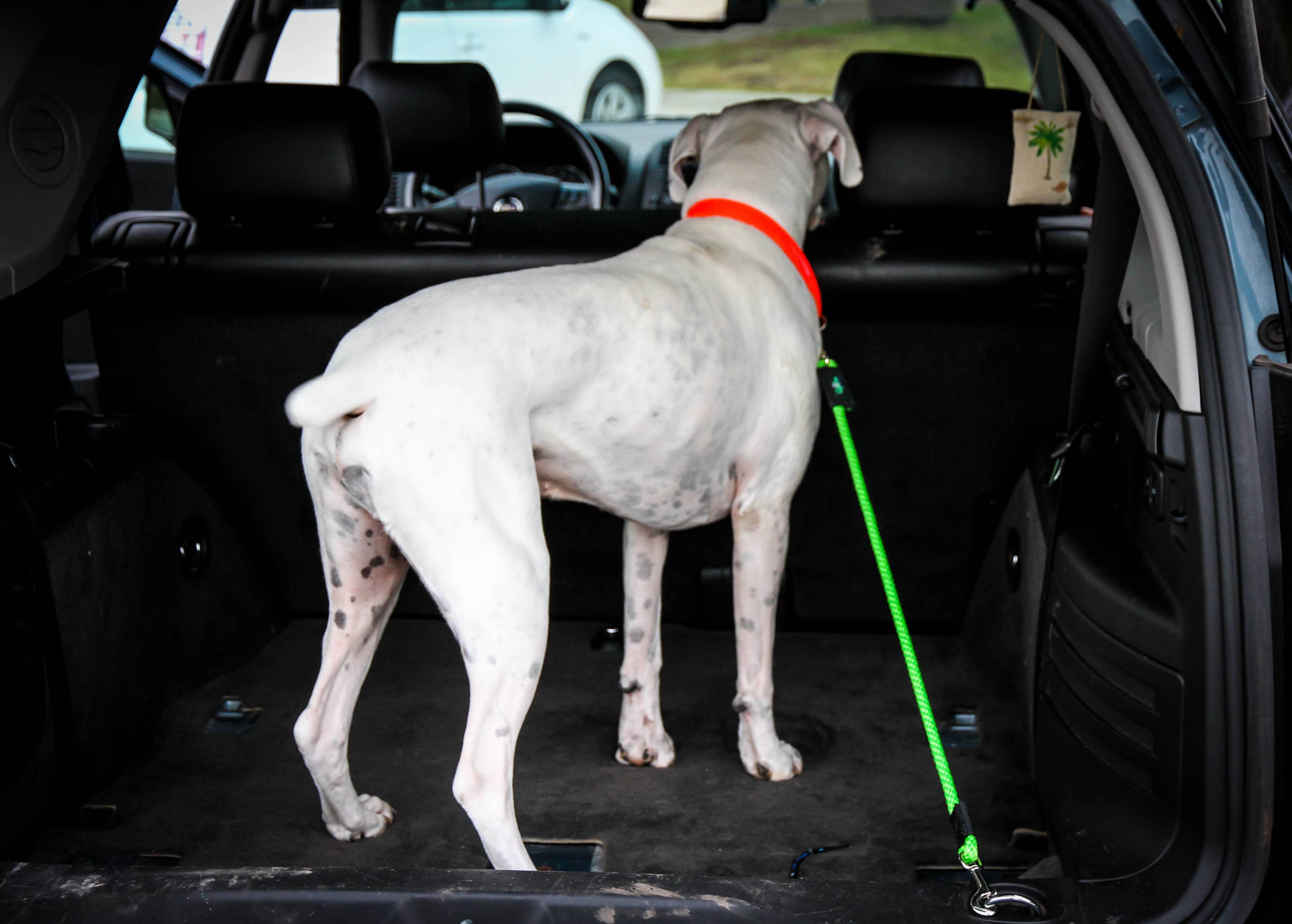 SUV / Truck Cargo Leashes with 2 Bolt Snaps